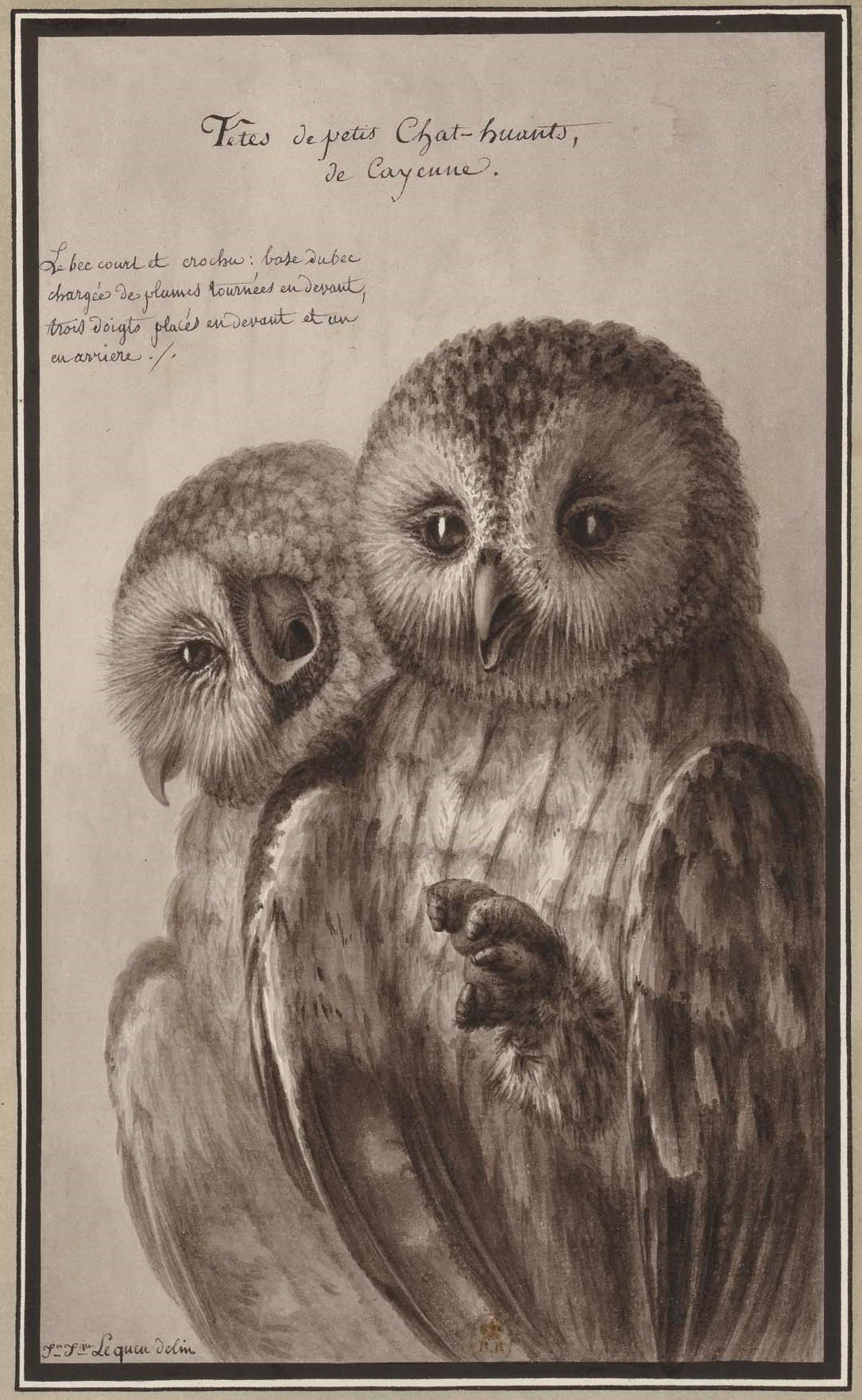 Heads of Little Tawny Owls from Cayenne