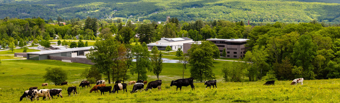 Cows on the Clark's campus